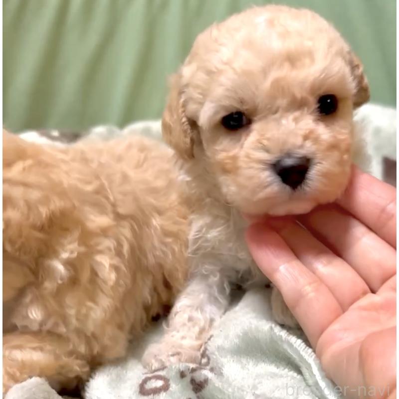 販売中の奈良県のマルプー:マルチーズ×トイプードル-397400の19枚目