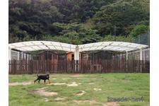石井祐佳ブリーダー