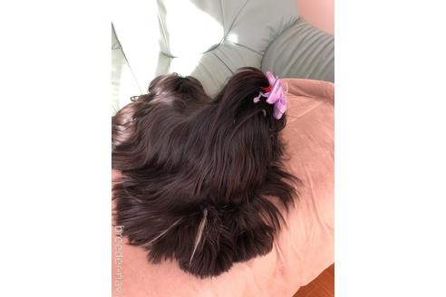小笠原節子ブリーダーの詳細