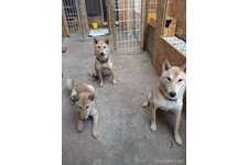 菅原正孝ブリーダー