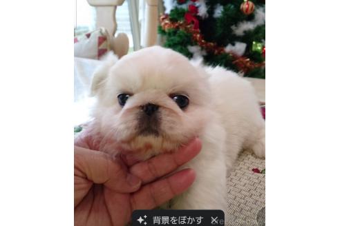 工藤明美ブリーダーの詳細