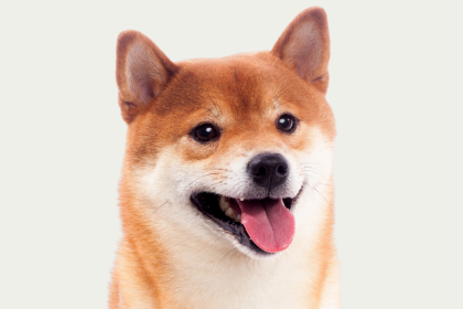 柴犬